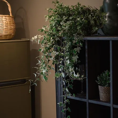 Endless Green, Hidden Gem In The Mountains